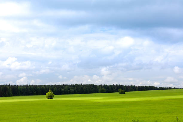 istock Landscape with green grass and blue sky. White clouds in the sky 1166538554