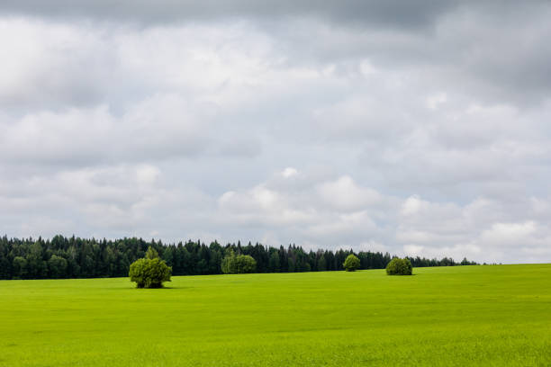 istock Landscape with green grass and blue sky. White clouds in the sky 1166538601