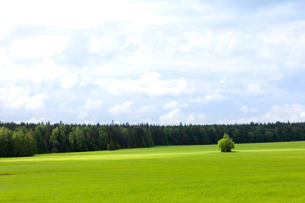 Trees on field against sky at autumn