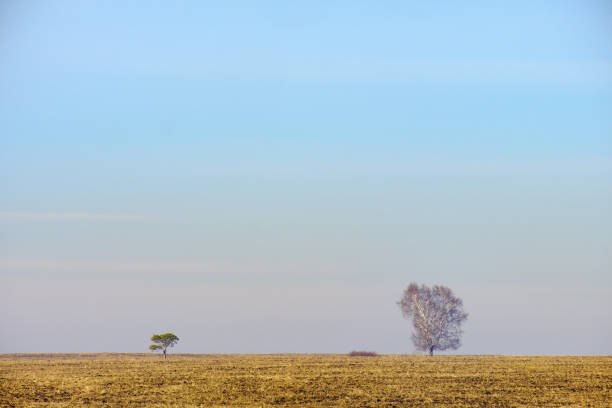 istock landscape spring field yellow grass in the distance two trees small and large 1166539654