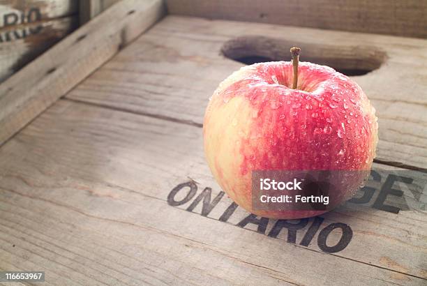 Apple In Late Summer Light Stock Photo - Download Image Now - Apple - Fruit, Ontario - Canada, Agriculture