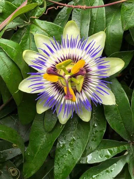 Close shot of a beautiful passionflower.