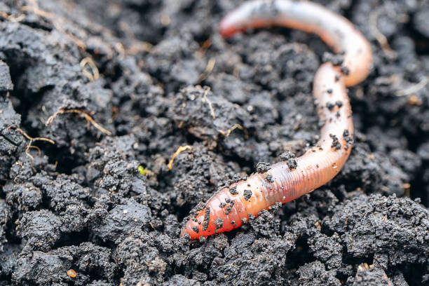 istock earth worm close-up in a fresh wet earth 1166539848