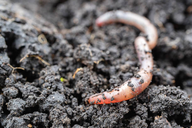 istock Earth's worm in the earth, the land is wet 1166539850