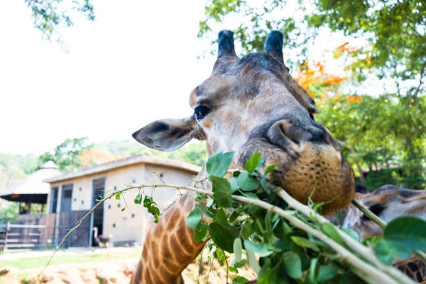 Giraffe Making A Funny Face As He Chews The Concept Of Animals In The Zoo  Stock Photo - Download Image Now - iStock