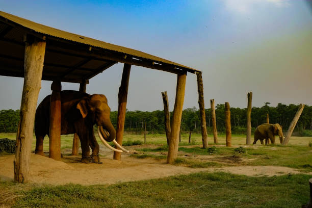 istock Chitwan National Park in Nepal 1166540692