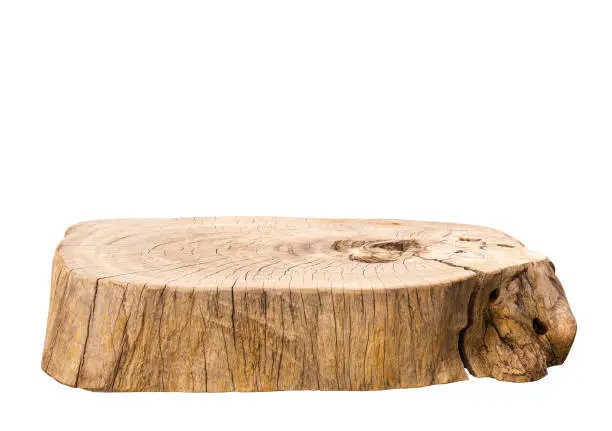 Photo of Beautiful texture of old tree stump table top on white background.