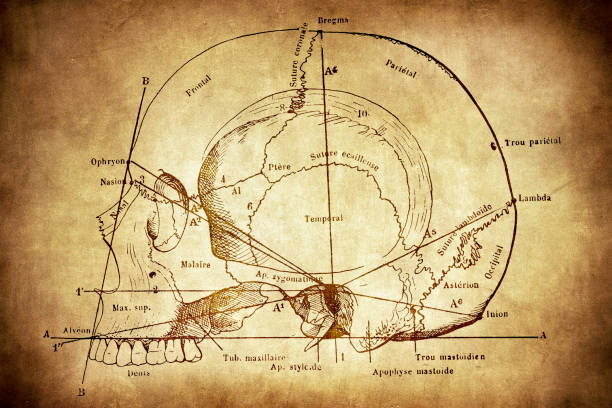 Facial angle, sphenoidal angle, occipital angle and atrioventricular angles Illustration of a Facial angle, sphenoidal angle, occipital angle and atrioventricular angles antique old fashioned healthcare and medicine medical exam stock illustrations