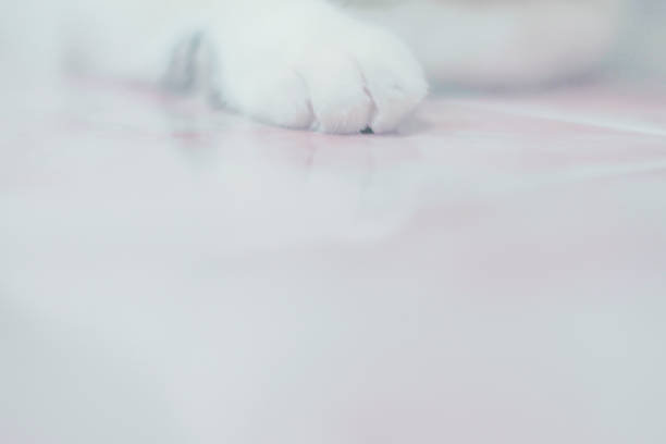 White Cat paws, close-up, full-frame shooting .copy space abstract pet animal background.