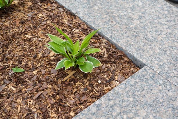 istock Geometric and minimalist garden 1166543766