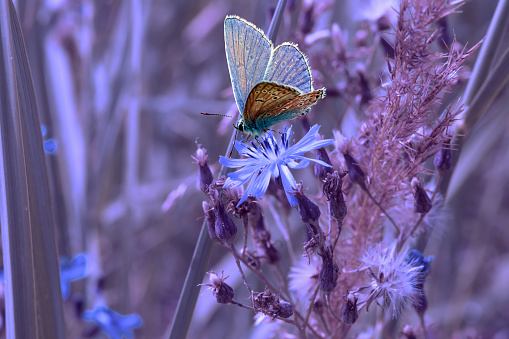 Blue butterfly on cornflower flower and grass, artistic processing