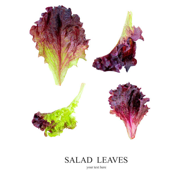 Lettuce leaves Isolated. Creative layout made of Fresh lettuce  isolated on white background. Batavia salad Collection. Top view. Flat lay