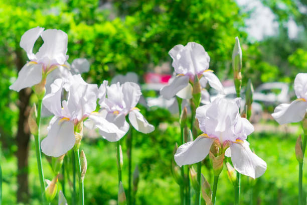 istock white flowers irises on a natural background 1166545703