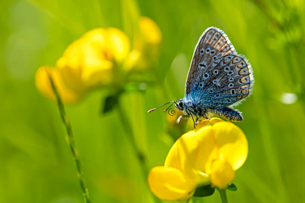 butterfly common blue on Lotus corniculatus Bavaria Germany lotus corniculatus stock pictures, royalty-free photos & images
