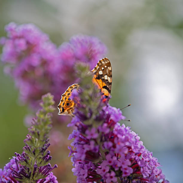 istock wings of a Painted Lady 1166546508