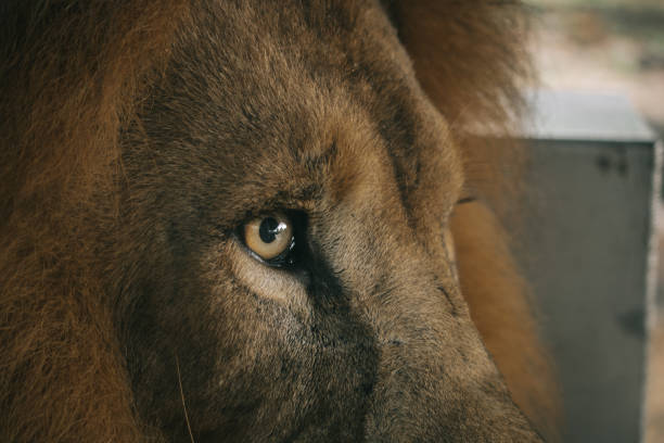 istock Lion eye close up 1166546631