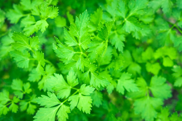 istock parsley fresh greens spice background texture 1166546645