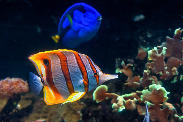 mariposa de banda de cobre con tang real - copperband butterflyfish fotografías e imágenes de stock