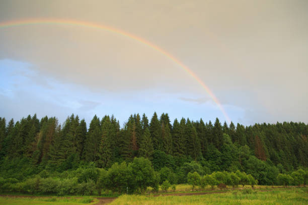 Rainbow in the blue sky over the pine forest.