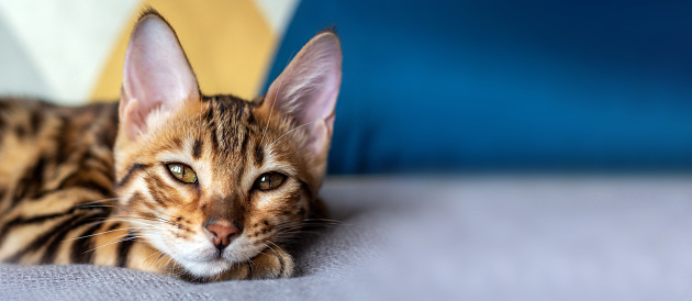 Young bengal cat is sleeping on the bed. Close-up photo. Selective focus. Banner format. Copy space.