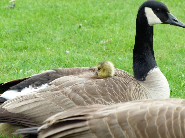 istock Canada Goose and Goslings 1166550305