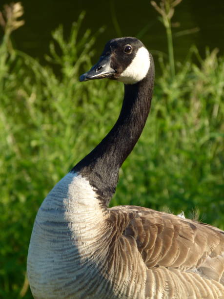 istock Canada Goose and Goslings 1166550369