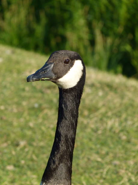 istock Canada Goose and Goslings 1166550401
