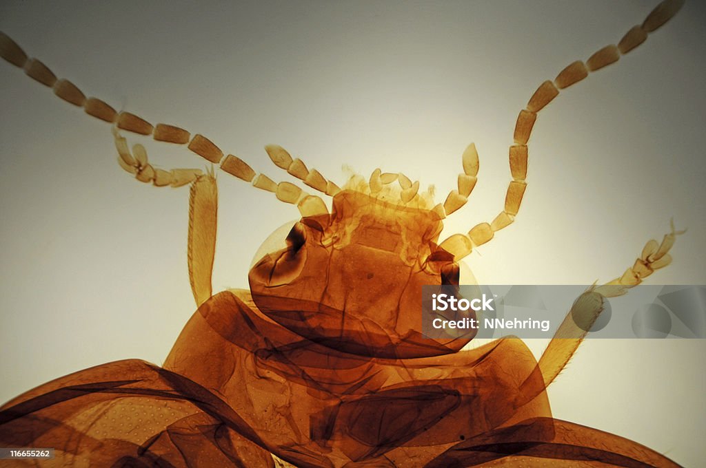 뛰어내림 딱정벌레, Altica 종, 현미경 - 로열티 프리 과학 현미경 사진 스톡 사진