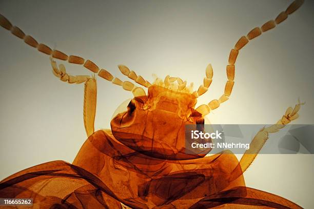 뛰어내림 딱정벌레 Altica 종 현미경 과학 현미경 사진에 대한 스톡 사진 및 기타 이미지 - 과학 현미경 사진, 곤충, 골동품