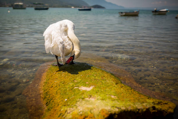 Stunning Swan with ruffled feathers