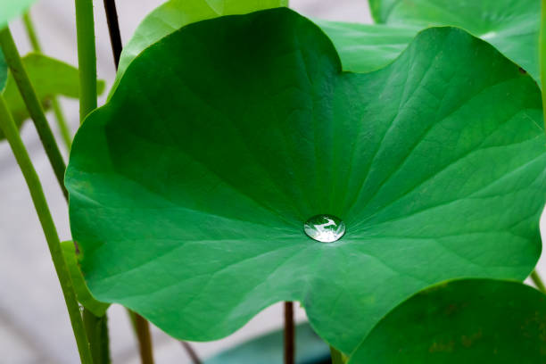 연못 연꽃 잎 - water lily floating on water lotus leaf 뉴스 사진 이미지