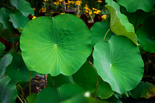 Lotus leaf or Lily pad. Close up lotus leaf on stalk isolated on white background.