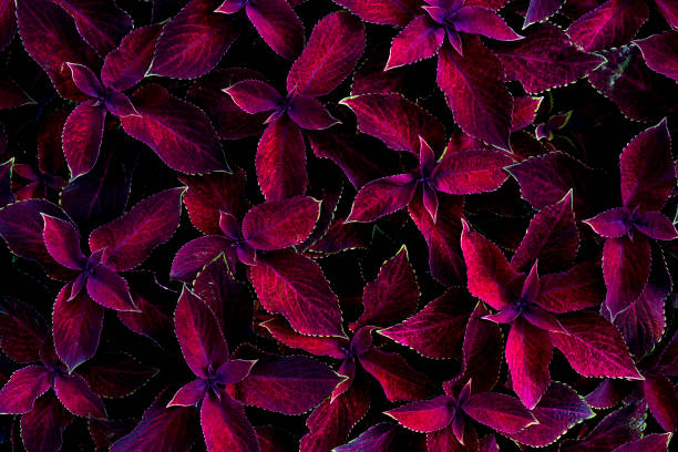 istock Red leaves of plants. 1166555018