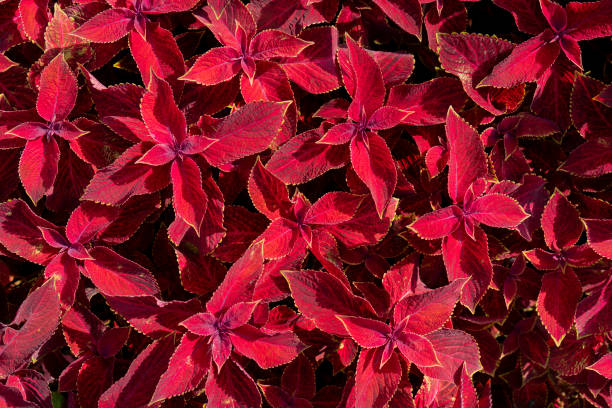 istock Red leaves of plants. 1166555022