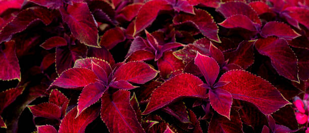 istock Red leaves of plants. 1166555036