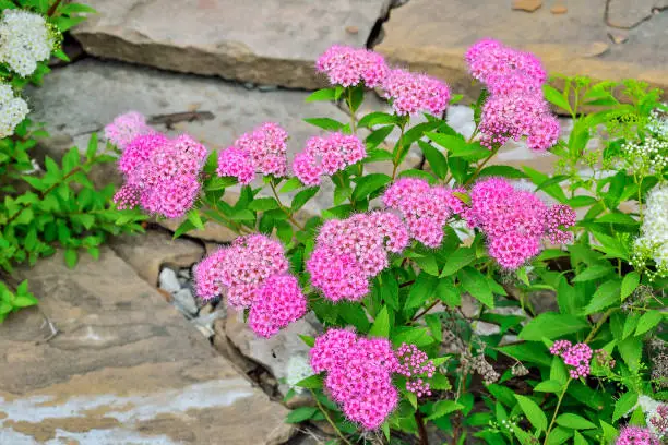 Japanese spirea (Spiraea japonica) bushes with delicate pink and white  flowers in stone gargen close up. Gardening, floriculture, landscaping, landscape design concept. Beauty of nature