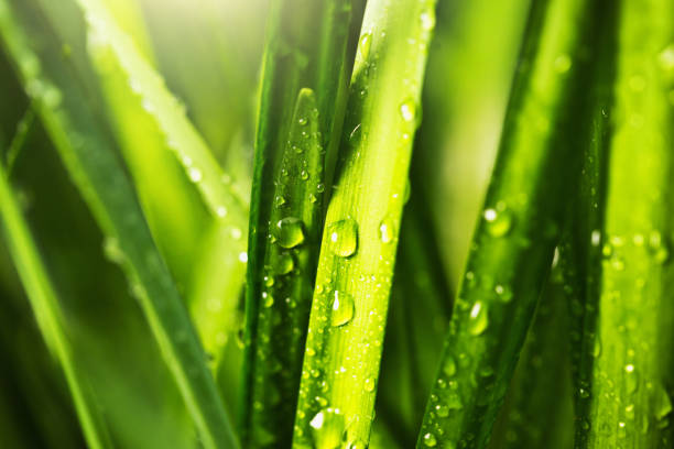 Photo of Green leaves spattered with rain or dew drops