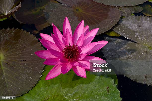 Rote Lotos Stockfoto und mehr Bilder von Blatt - Pflanzenbestandteile - Blatt - Pflanzenbestandteile, Blume, Einzelne Blume