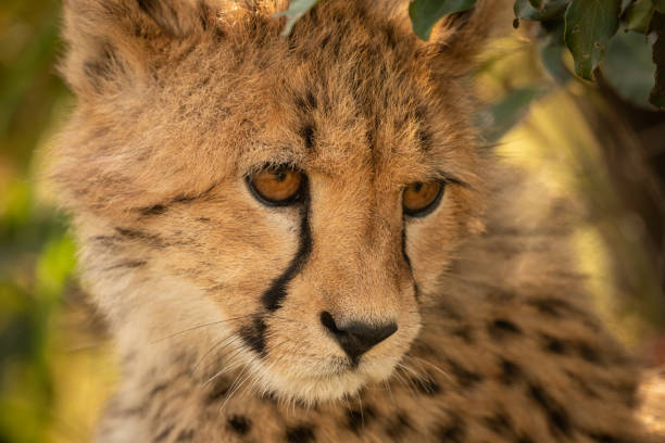 istock Close-up of cheetah cub sitting looking down 1166558441