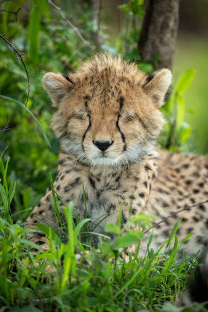 istock Close-up of cheetah cub with closed eyes 1166558474