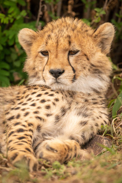 istock Close-up of cheetah cub resting under bush 1166558492
