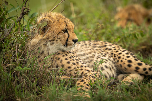 istock Close-up of cheetah cub lying beside bush 1166558497