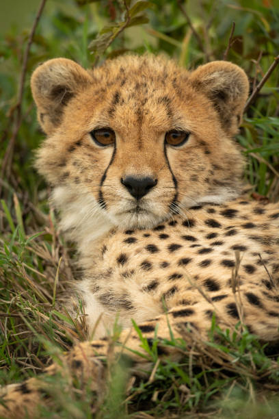 istock Close-up of cheetah cub staring at camera 1166558498