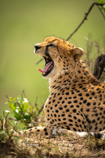 istock Close-up of cheetah lying yawning by bush 1166558499