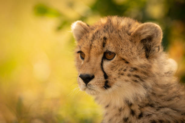 istock Close-up of cheetah cub sitting looking left 1166558511