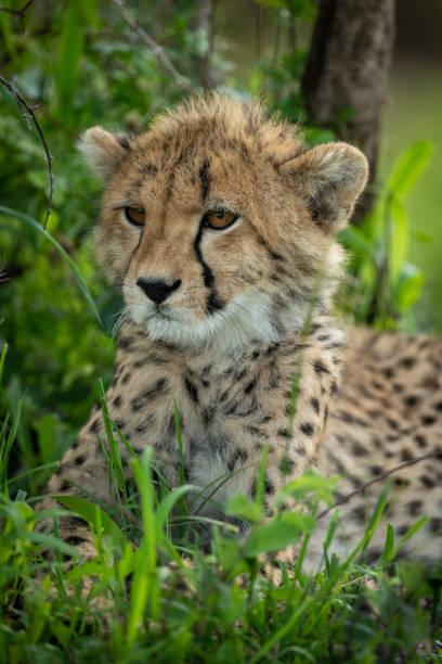 istock Close-up of cheetah cub lying in shade 1166558518