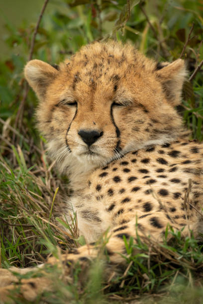 istock Close-up of cheetah cub with eyes closed 1166558521