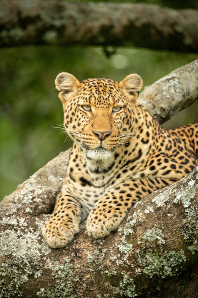 istock Close-up of leopard looking right in tree 1166558598