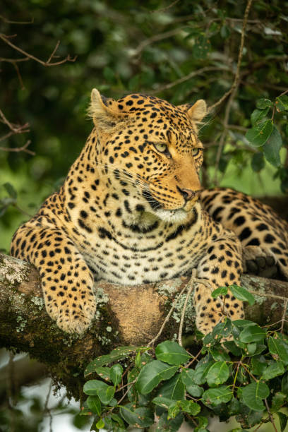 istock Close-up of leopard looking right on branch 1166558736