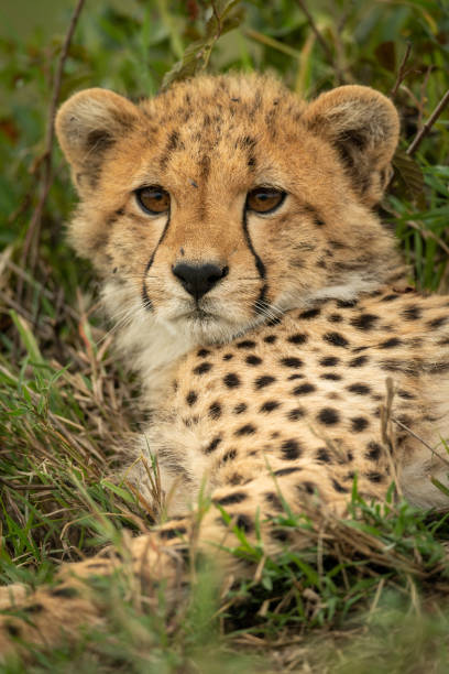 istock Close-up of cheetah cub resting in grass 1166558741